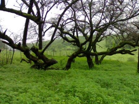 :	mk17999_20060806031.jpg
: 42
:	43.3 