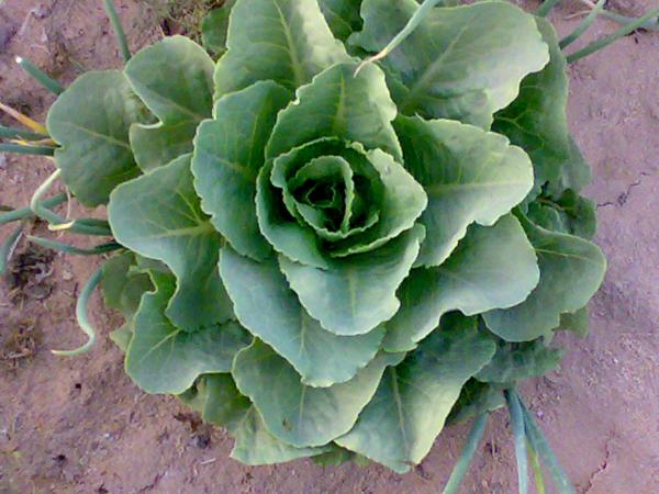 :	١٩٠٣٢٠٠٨٥٠٠.jpg
: 477
:	48.6 