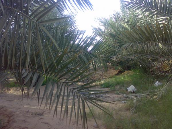 :	Mashael١٠٦٢.jpg
: 429
:	55.9 