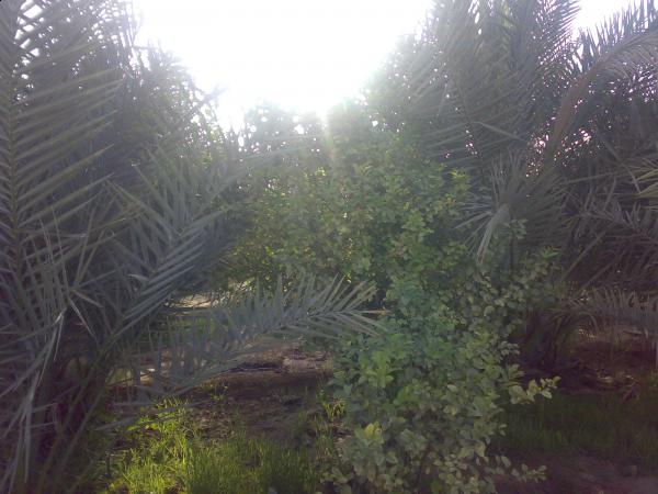 :	Mashael١٠٦٤.jpg
: 423
:	42.1 