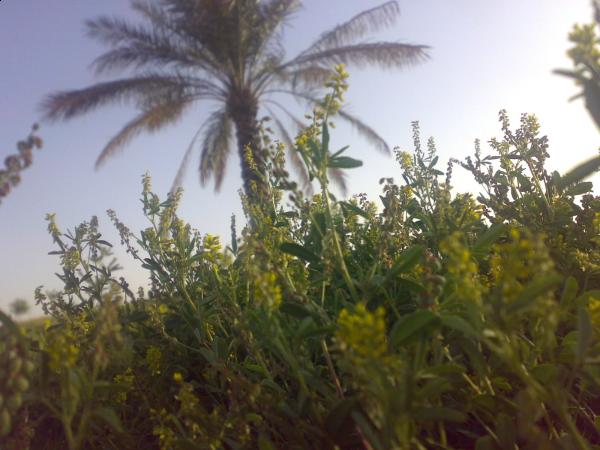 :	Mashael١٠٦٥.jpg
: 359
:	41.4 