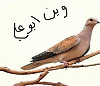 الصورة الرمزية فهدين